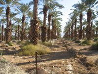 eilat1205 (1)