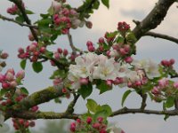 Ieper2010 (21)