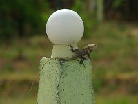 IMG 0846h2